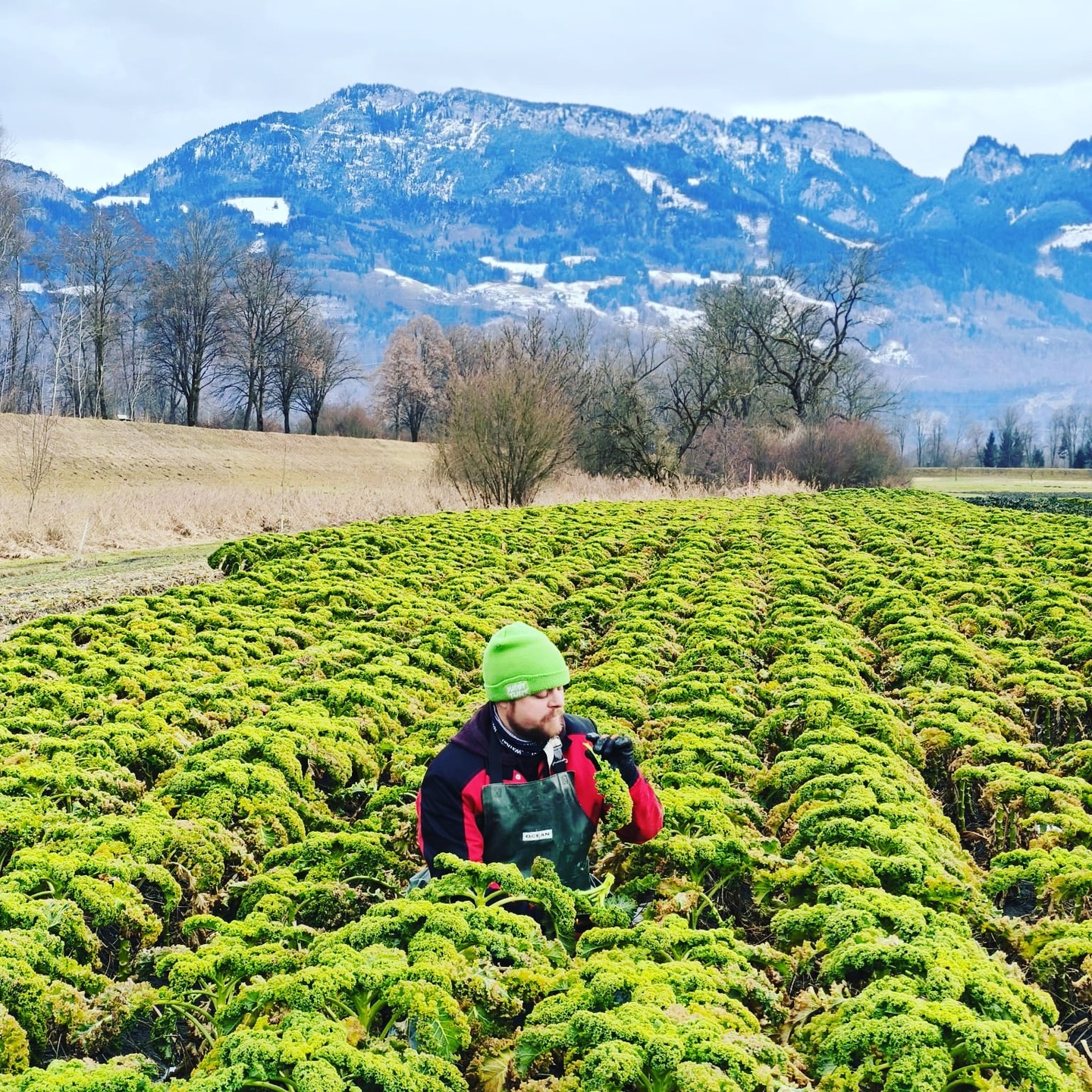 Grünkohlernte am Vetterhof mit Bergen im Hintergrund